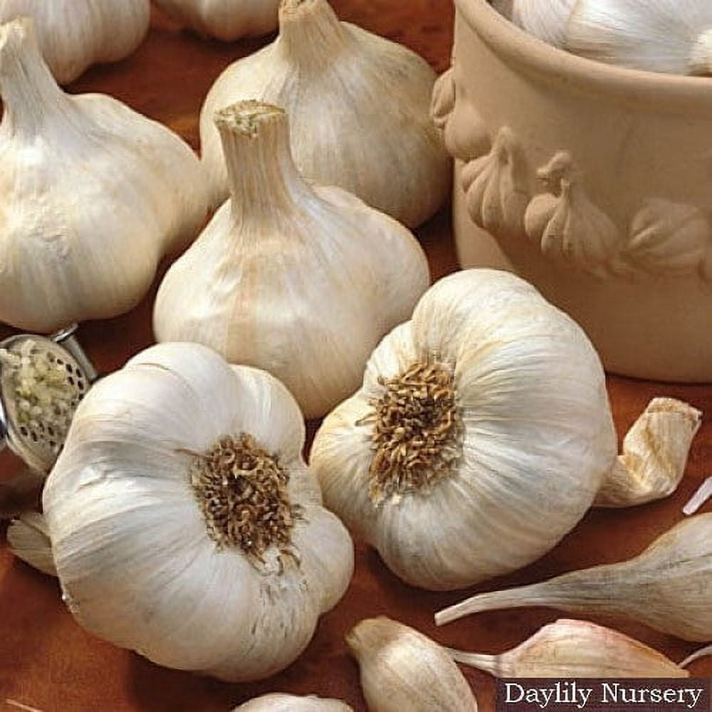 Daylily Nursery California Softneck Garlic Plant Bulbs (6 Count ...