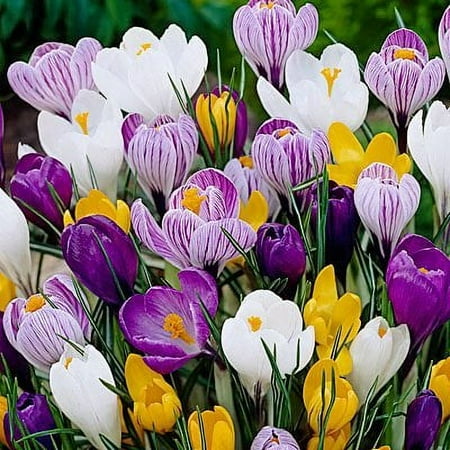 Daylily Nursery Crocus Plant Bulbs (40 Count), Beautiful Yellow, Purple, And White Flowers