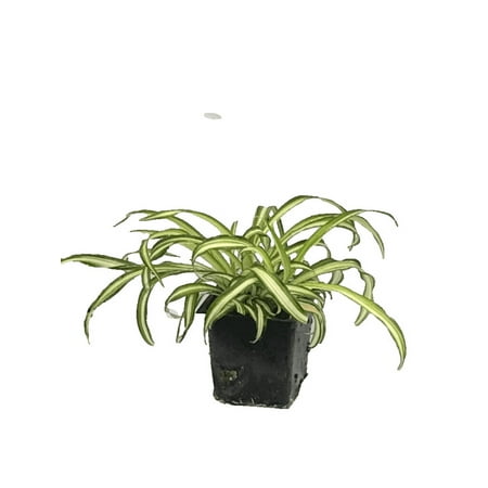 Daylily Nursery Curly Spider Live Plant in 4" Pot, Easy Care indoor House Plant
