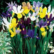 Daylily Nursery Dutch Iris Plant Bulbs - 40 Count