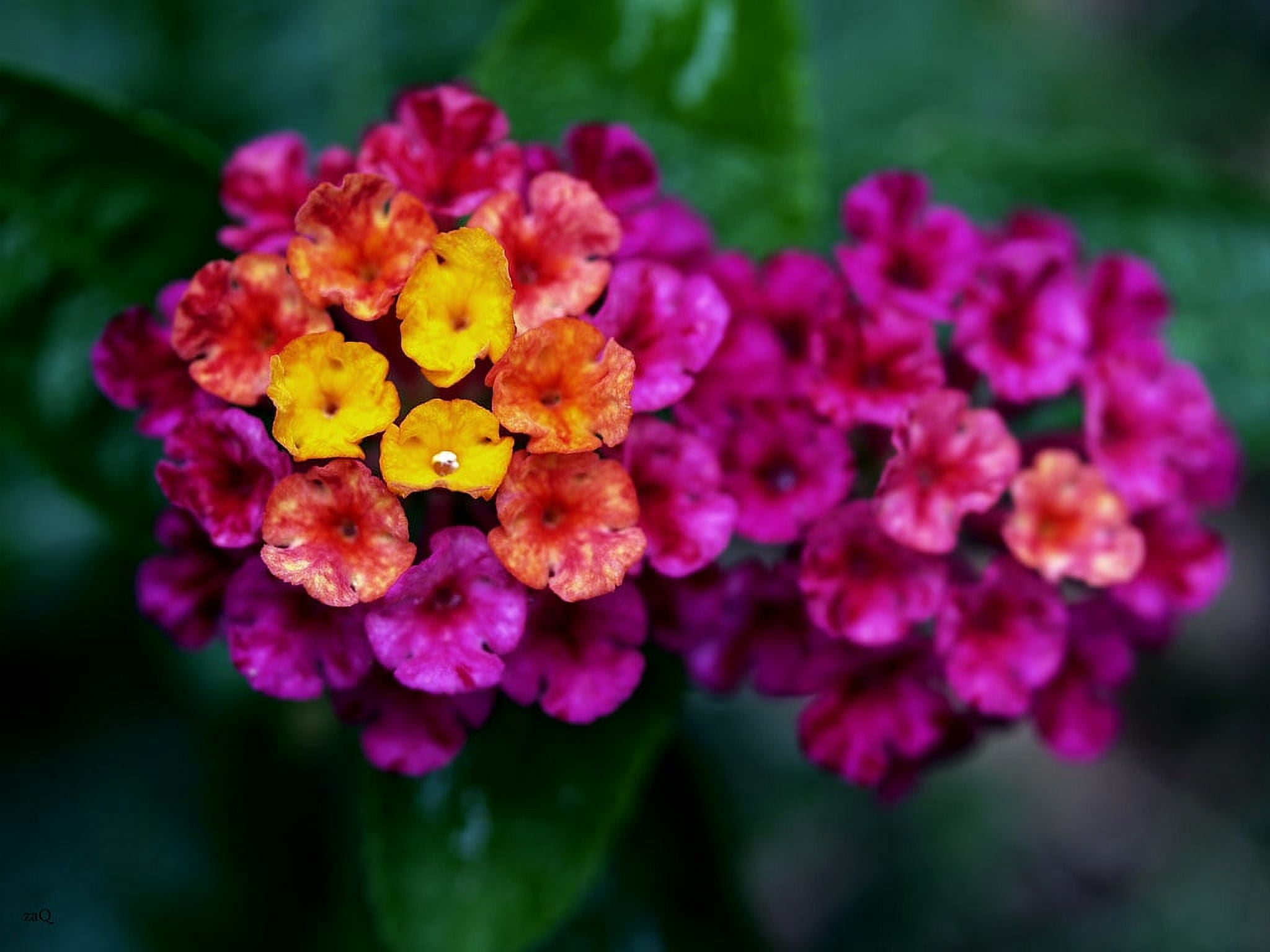 Daylily Nursery Florida Fuschia Lantana Camara Live Plants in 4" Pot (2 Count)