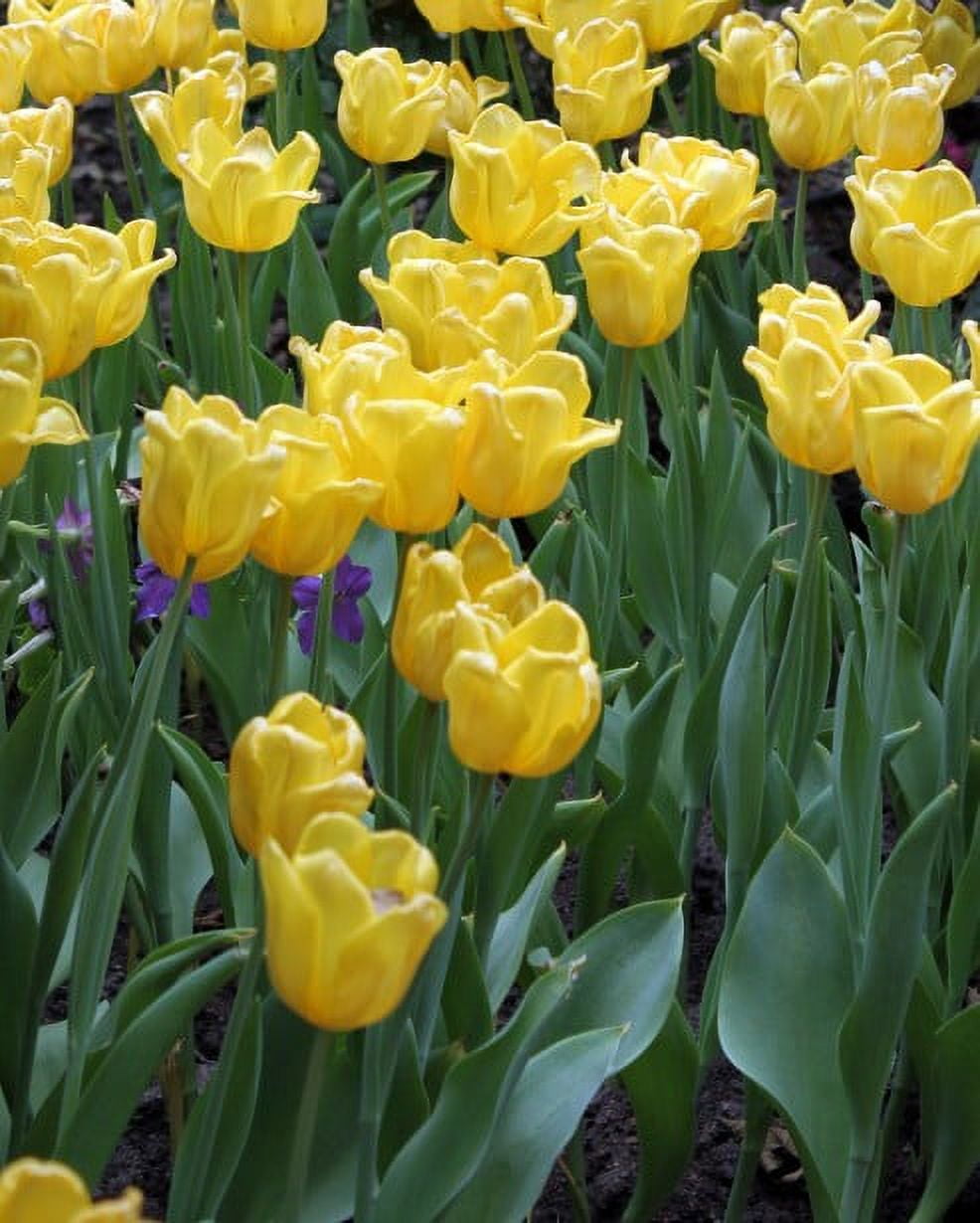 Daylily Nursery Golden Parade Tulip Plant Bulbs - (50 Count) - Walmart.com