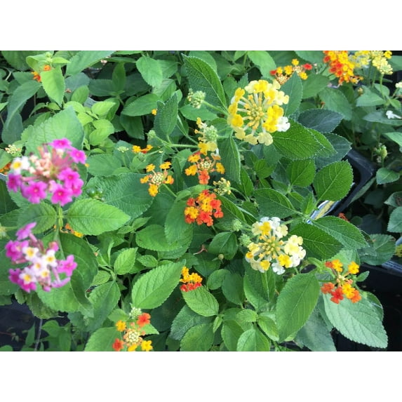 Daylily Nursery Green Lantana Camara Live Plant in 4" Pot