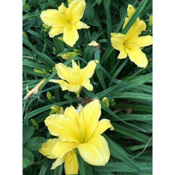 Daylily Nursery Happy Returns 4" Daylilies Live Plants (3 Count)