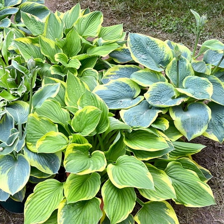 Daylily Nursery Hosta Bareroot Plant Bulbs - (10 Count)