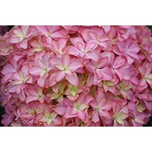 Daylily Nursery Inspire Hydrangea Live Plants in 4" Pot (3 Count)