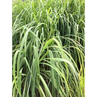 Where to Buy Lemongrass Plants Near Me | Walmart - Walmart.com