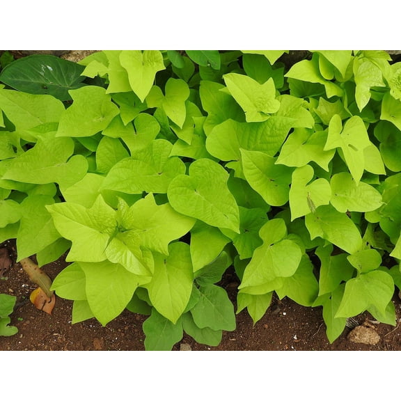 Daylily Nursery Marguerite Sweet Potato Live Plants in 2.25" pot (3 Count)