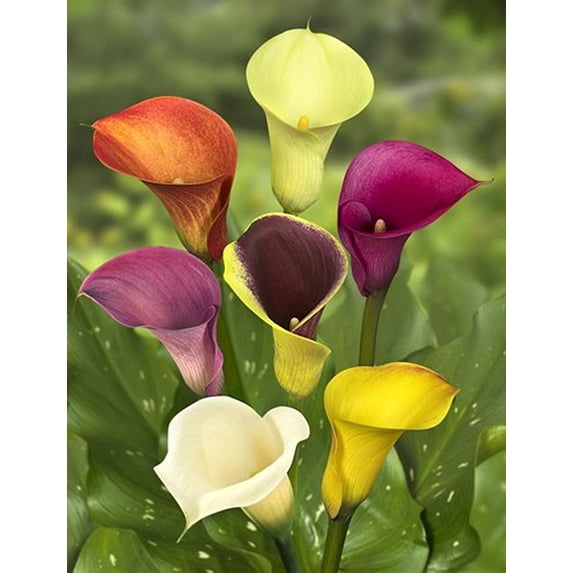5+ Cup Flowers Daylily Nursery Mixed Calla Lily Plant (5 Count), Beautiful Cup Shaped