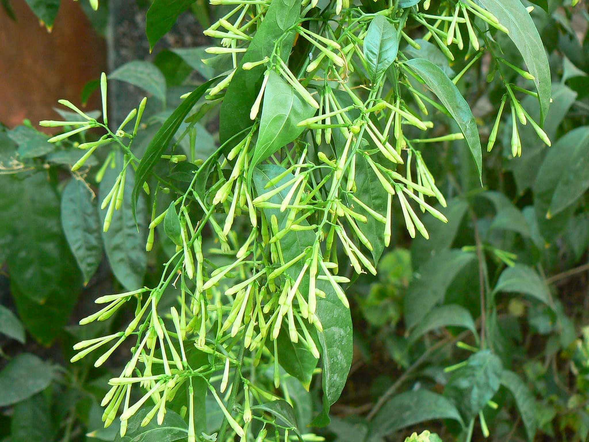 Night Blooming Jasmine 4-Inch Potted Fragrant White Flowers