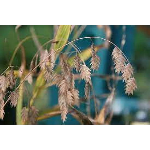 Daylily Nursery Northern Sea Oats Grass Live Plants in 4" Pot (3 Count)