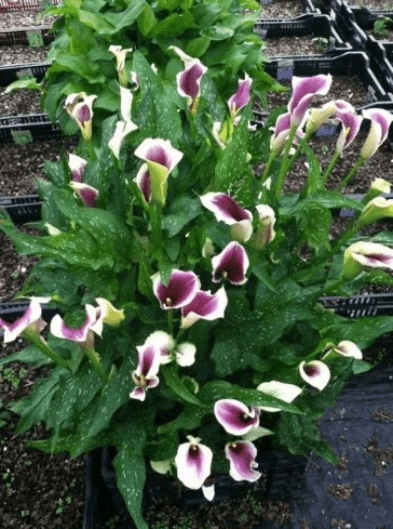 Flower Cala: 5 Picasso Calla Lily Bulbs, Bi-Color with Deep Purple Center -  Walmart.com