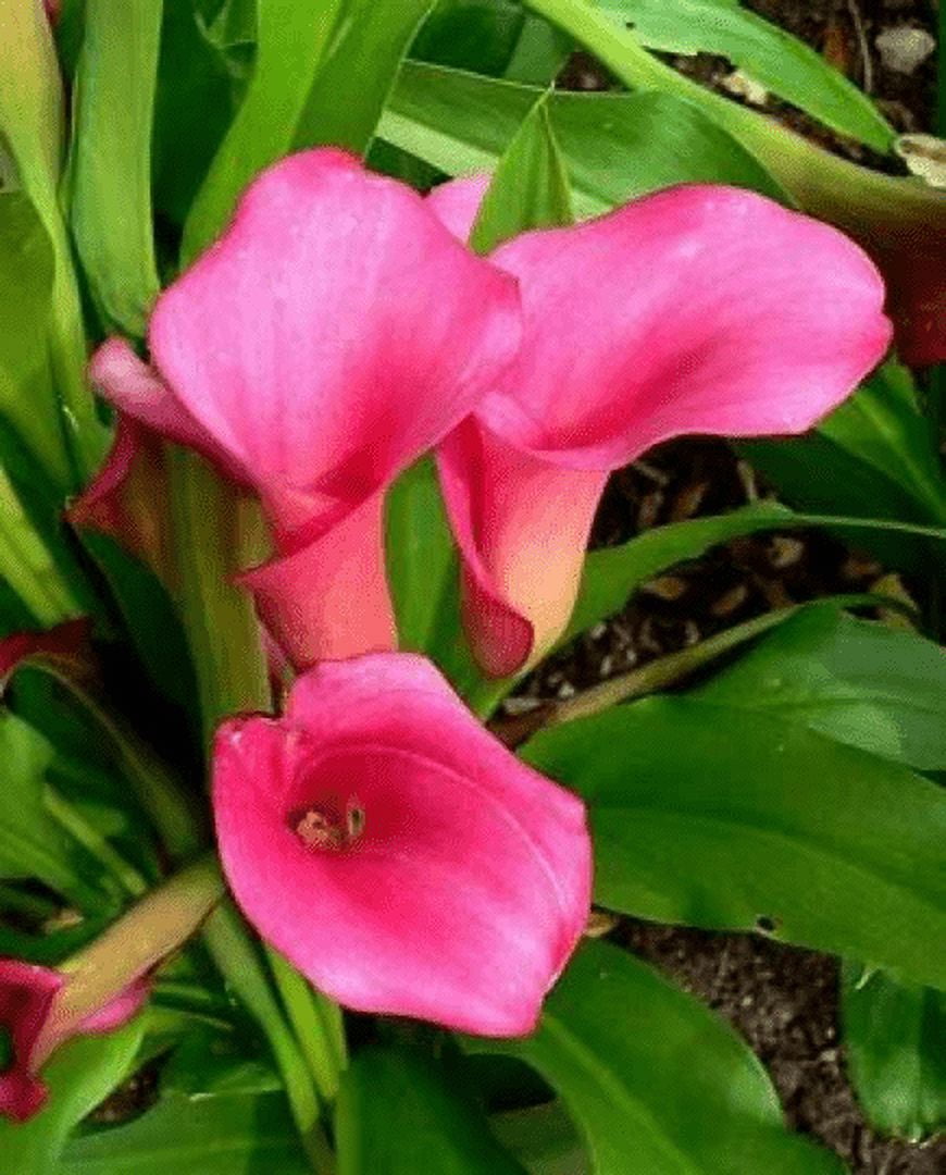 Daylily Nursery Calla Lily Plant Bulbs