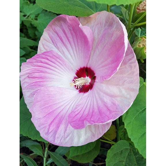 Daylily Nursery Pink Swirl Hibiscus Plant Live Plant in 3.5 in Pot