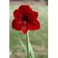 thumbnail image 1 of Daylily Nursery Plant Bulbs Red Lion Amaryllis, Large Dramatic Red Flower, 1 of 3