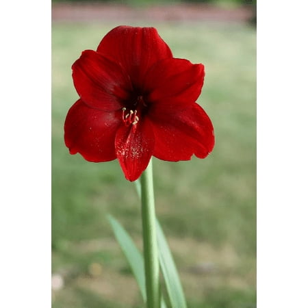 Daylily Nursery Plant Bulbs Red Lion Amaryllis, Large Dramatic Red Flower