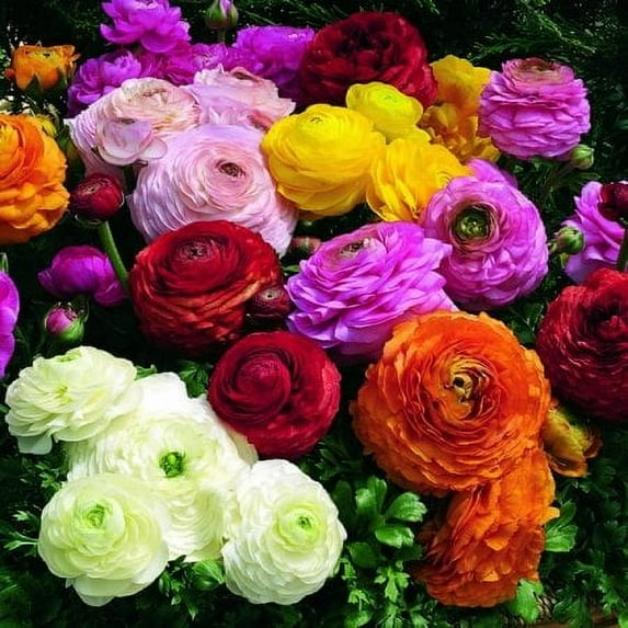 Daylily Nursery Ranunculus Persian Buttercup Plant Bulb (25 Count ...