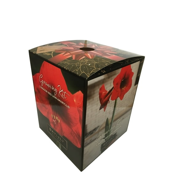 Daylily Nursery Red Lion Amaryllis Plant Bulb with Elegant Box, Plastic Pot, Professional Growing Medium