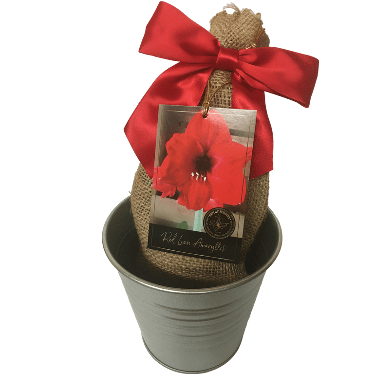 Red Lion Amaryllis Bulb in a Rustic Silver Tin Pot, With a Burlap Sack, a Red Ribbon and a Professional Growing Medium Red Lion Amaryllis Bulb in a Rustic Silver Tin Pot, With a Burlap Sack, a Red Ribbon and a Professional Growing Medium