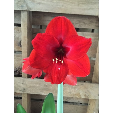 Daylily Nursery Red Lion Amaryllis Plant Bulbs (3 Count), Dramatic Red Flower Forcing Indoor Blooms