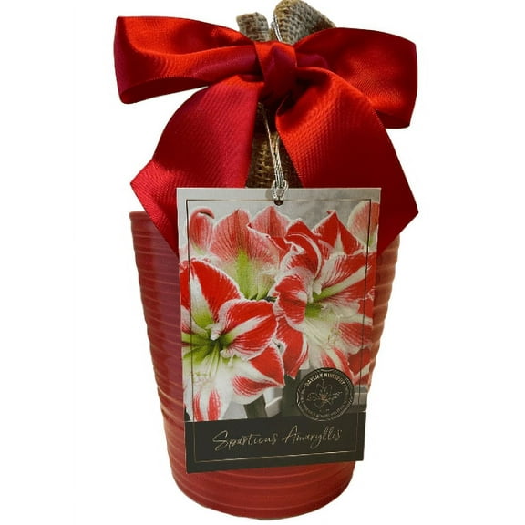 Daylily Nursery Sparticus Amaryllis Plant Bulbs, Red Ceramic Pot