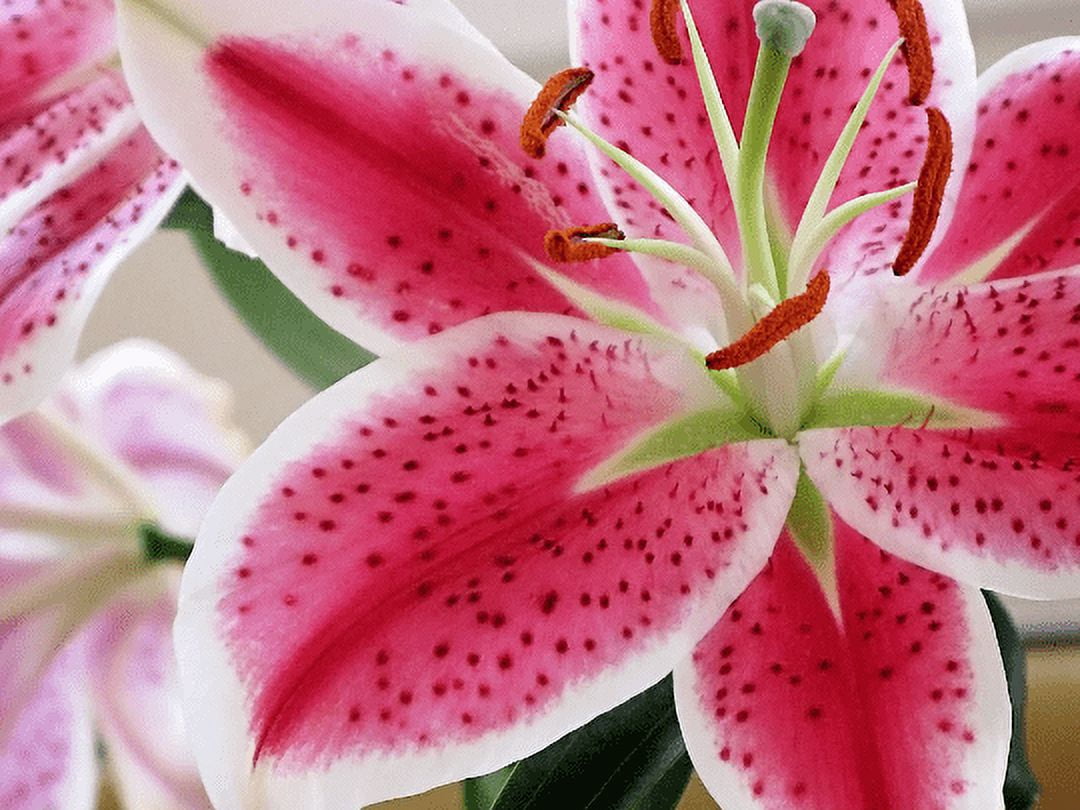 Daylily Nursery Stargazer Lily Plant Bulbs (5 Count), Scented Flower