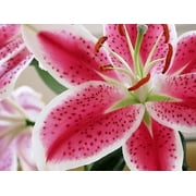 Daylily Nursery Stargazer Lily Plant Bulbs 5 Count, Scented Flower