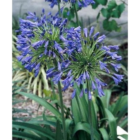 Daylily Nursery Stevie's Wonder Blue Agapanthus Live Plants in 3.5" Pot