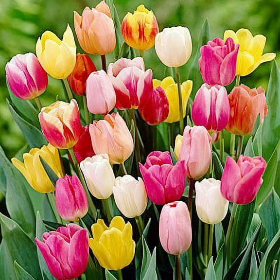 Daylily Nursery Tulip Landscape Mix Plant Bulbs - (100 Count)