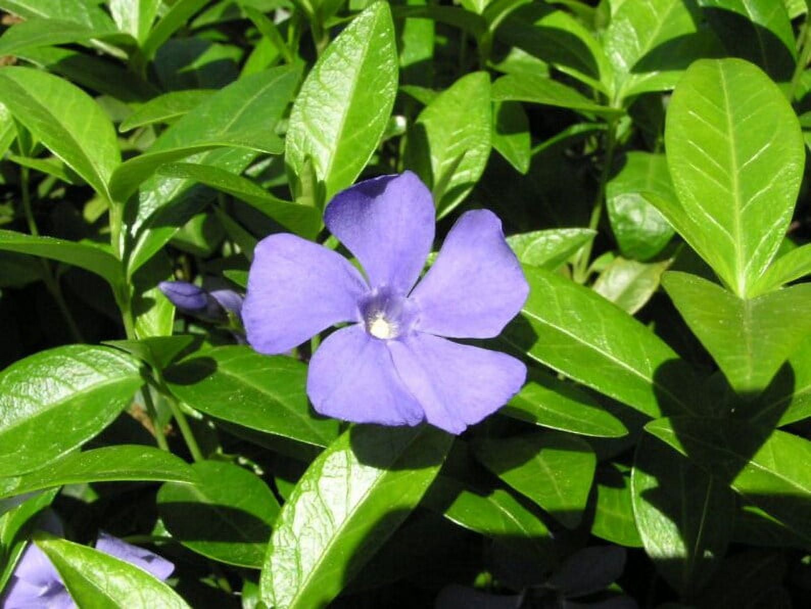 Daylily Nursery Vinca Plant Live Plant in 4 in Pot ( 10 Count), Deer Resistant