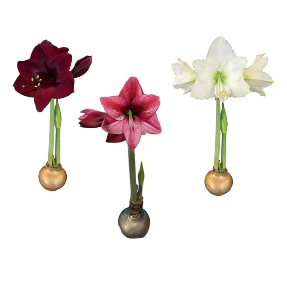 Daylily Nursery Waxed Amaryllis Bulb Holiday Collection-One Each Black Pearl, Denver, and Revelation Blooming Amaryllis-Size 26/28-Perfect Holiday Gift Bundle