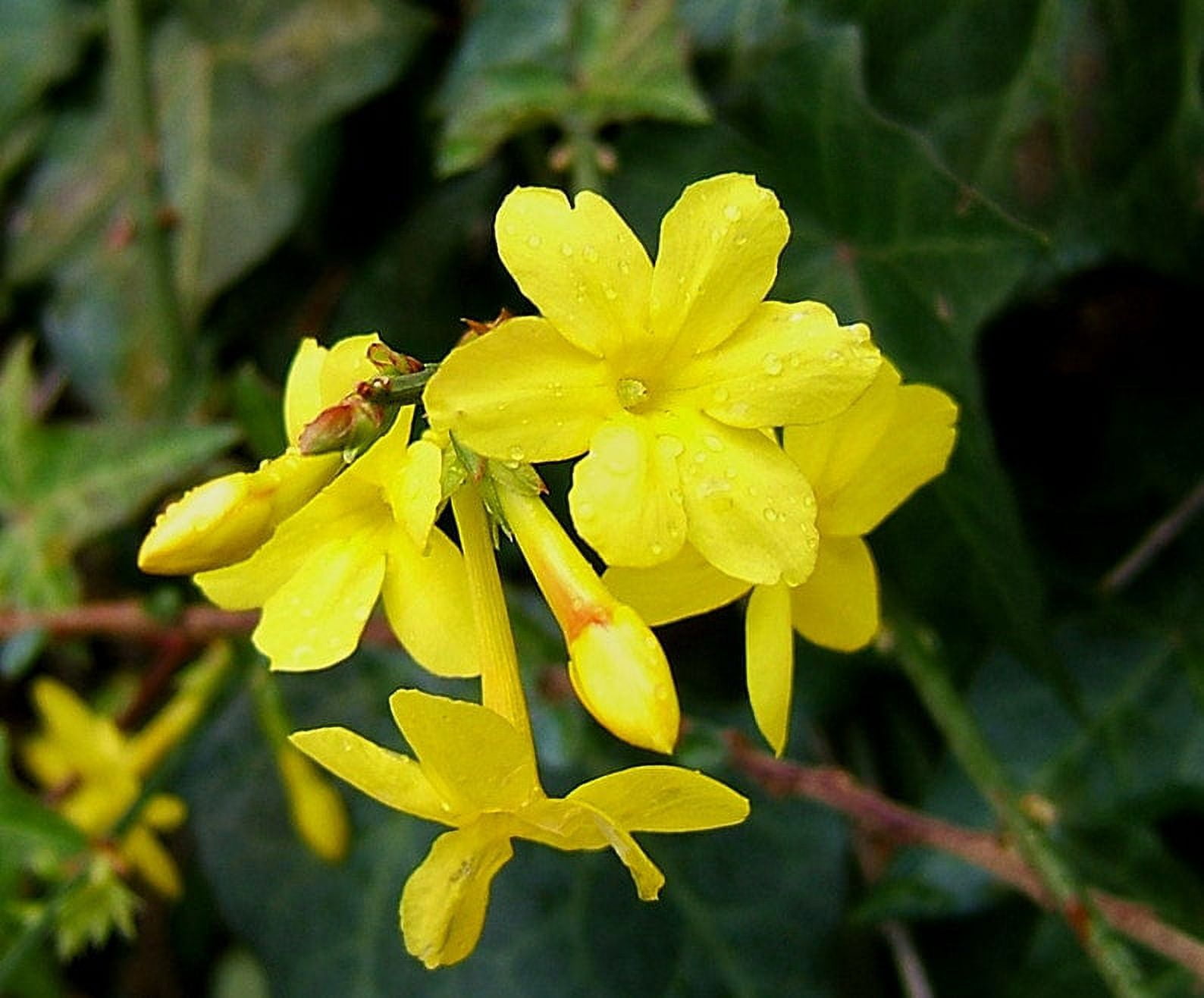 Daylily Nursery Yellow Winter Jasmine Live Plants in Grower Pot