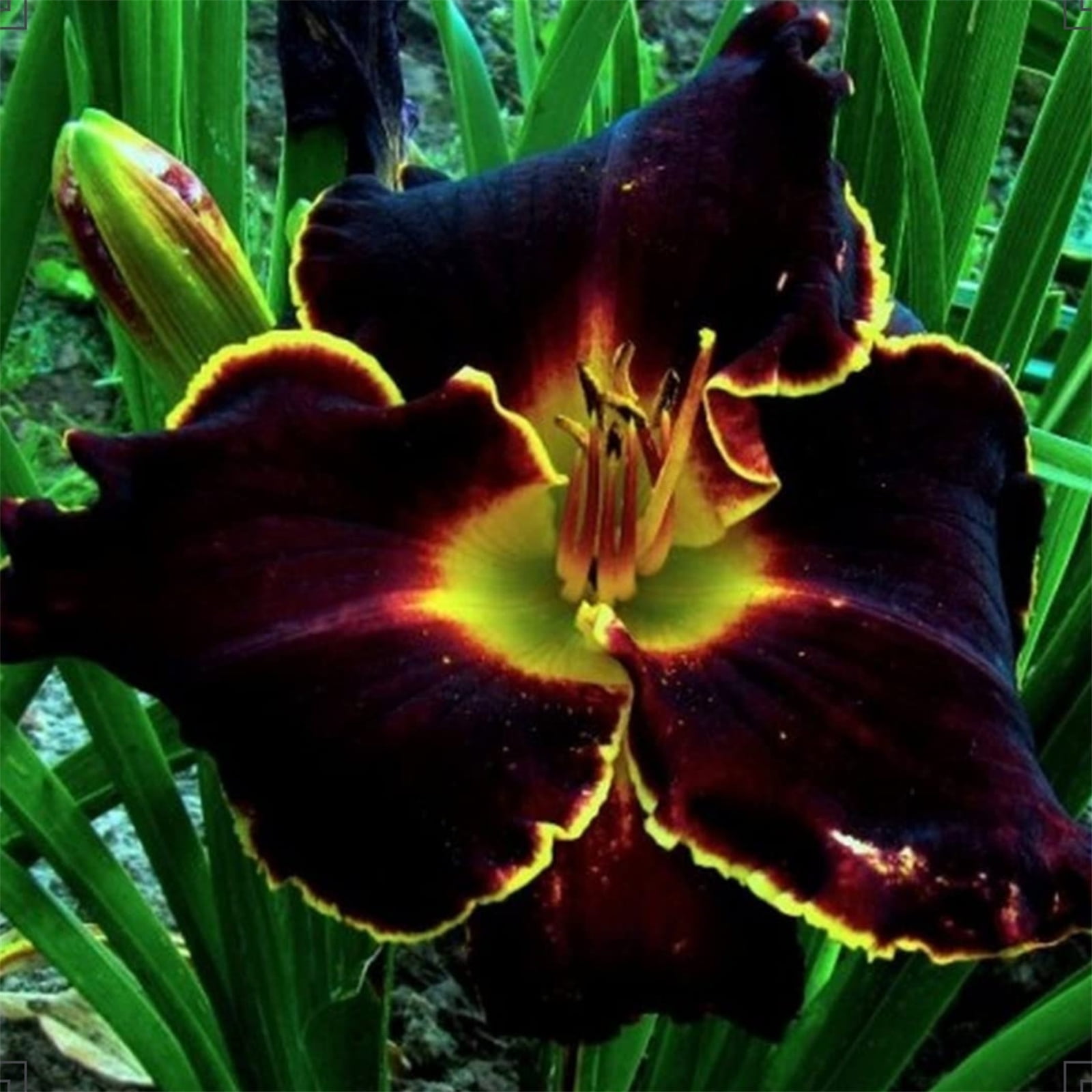 Daylily Outdoor patio decoration Daylily bulbs Daylily roots Potted ground garden plants