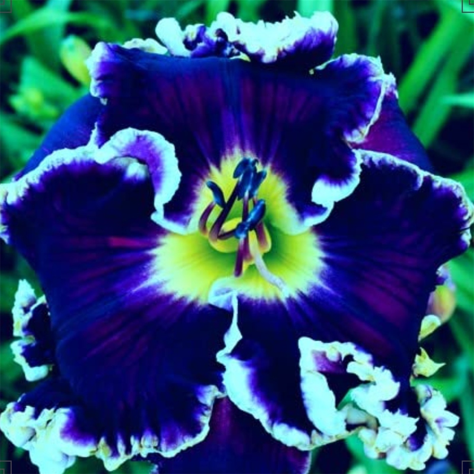 Daylily Mix Bare Root Fragrant Beautiful All Summer Long Perennial