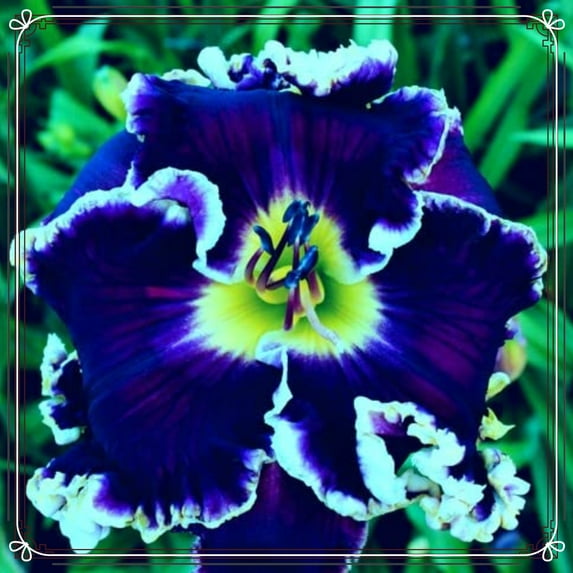 Daylily Planting-Beautiful Garden Decoration- Simple to Grow-Garden Stakes Planting-Home Decoration