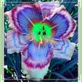 thumbnail image 1 of Daylily Planting-Beautiful Garden Decoration- Simple to Grow-Garden Stakes Planting-Home Decoration, 1 of 8