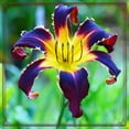 thumbnail image 1 of Daylily Planting-Beautiful Garden Decoration- Simple to Grow-Garden Stakes Planting-Home Decoration, 1 of 8