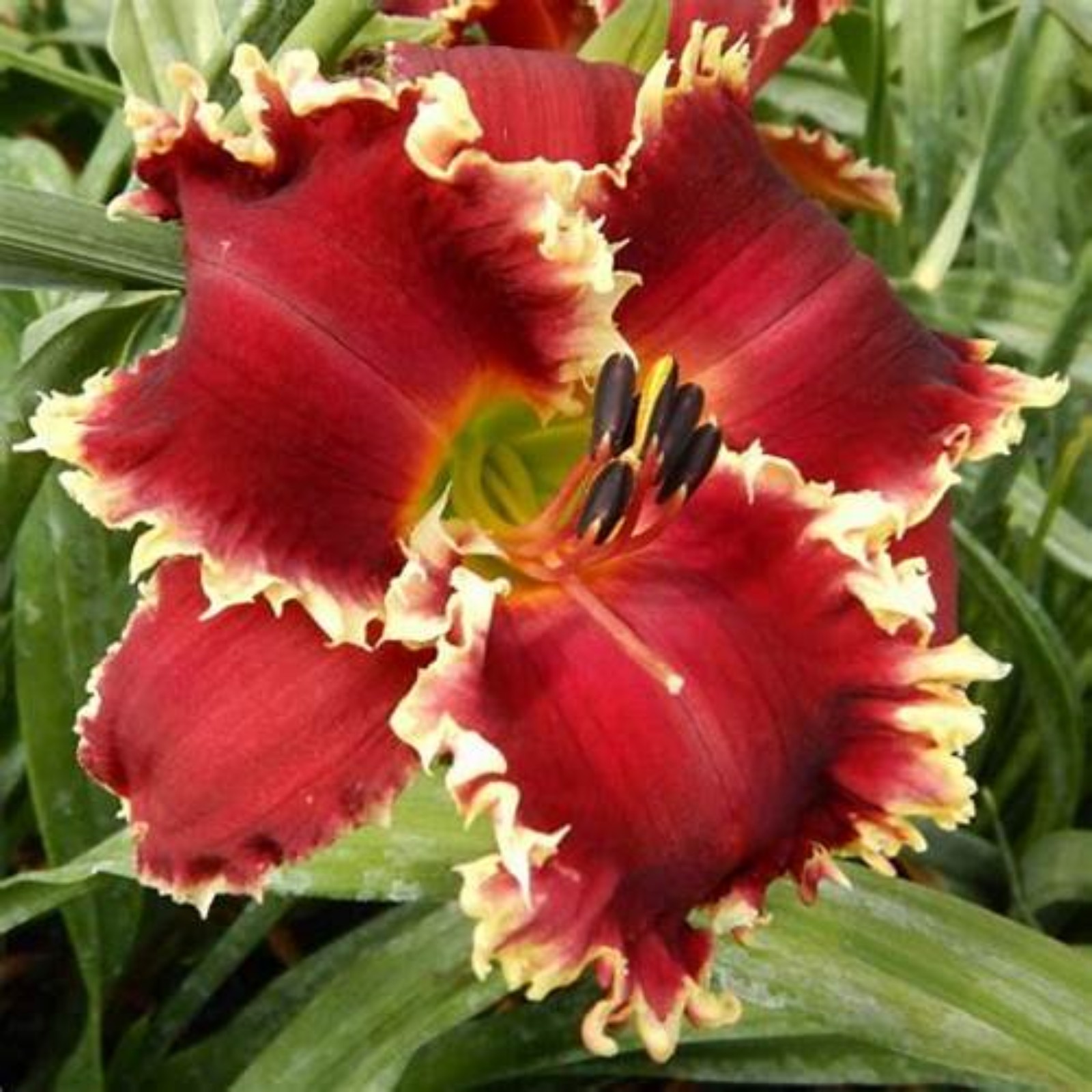 Daylily Root Daylily Tuber Daylily Plants Daylily Bulbs Bulk Daylily