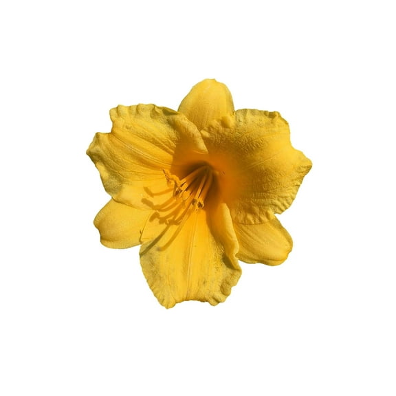 Daylily Stella D' Oro I 3 Live 3 Inch Pots I Hemerocallis  Yellow Flowers I Rich Golden Blooms, Perennial Garden Jewel, Easy-to-Grow for Year-Round Beauty