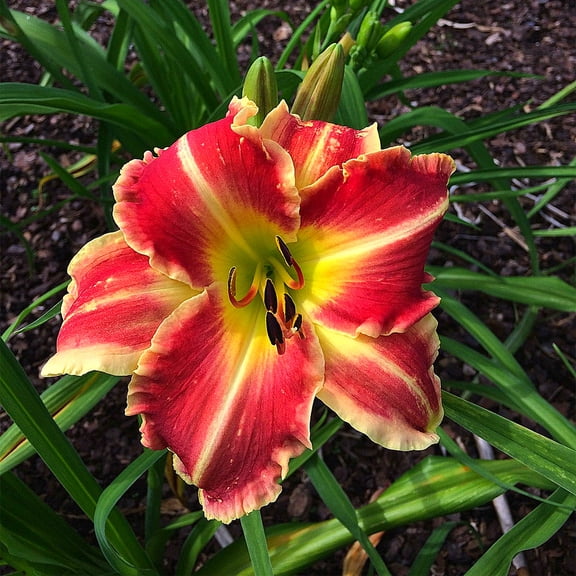 Daylily,Surprise to Grow Pots to Grow Fall or Spring Indoor or Outdoor(Daylily for Planting),Daylily Bulbs For Sale
