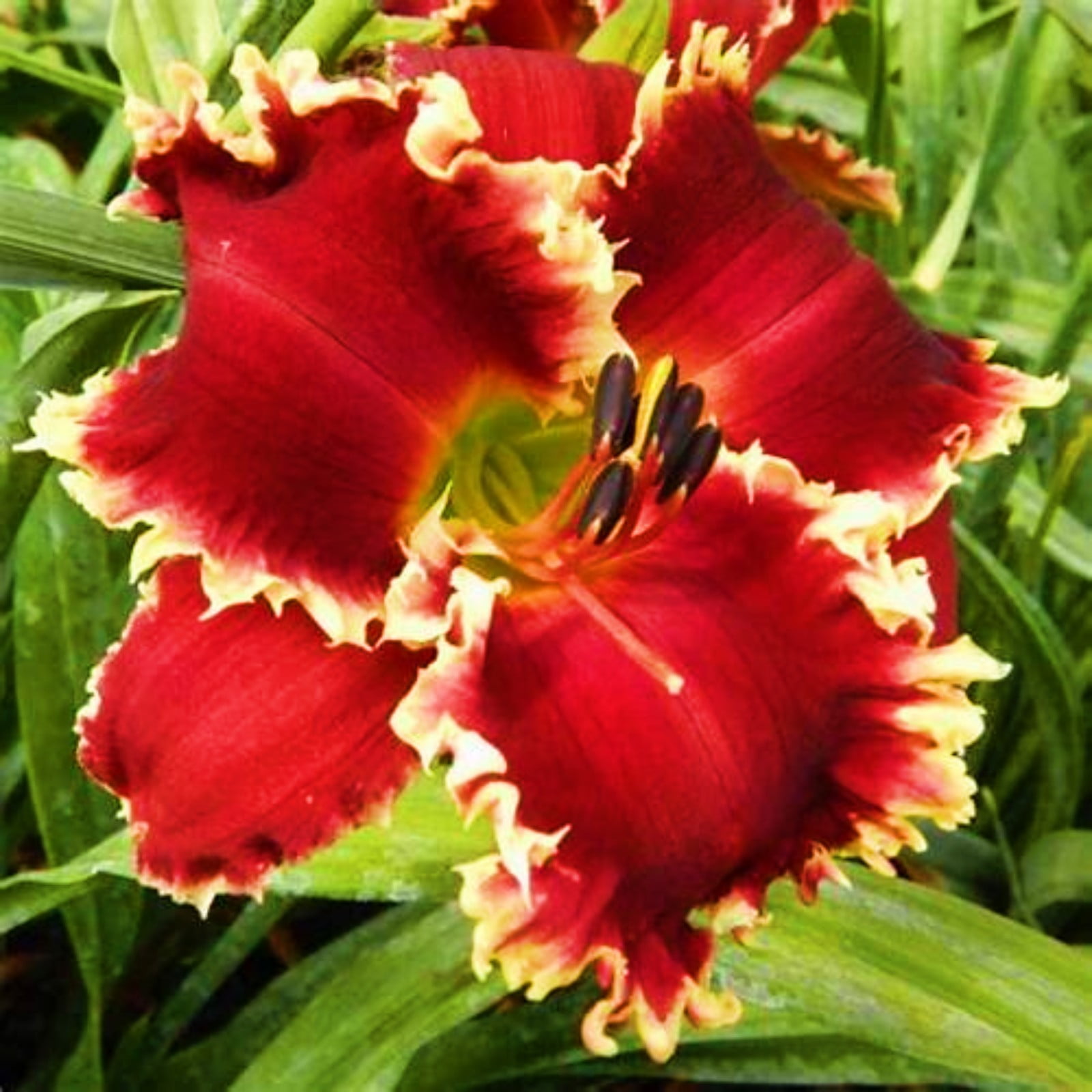 Daylily Tuber Daylily Plants Daylily Bulbs Bulk Daylily Bulbs For Sale