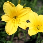 Daylily Yangtze I 3 Live 3 Inch Pots I Hemerocallis Yellow Flowers Lush Scarlet Blooms, Exquisite Perennial Highlight, Effortless Growth for Garden Brilliance
