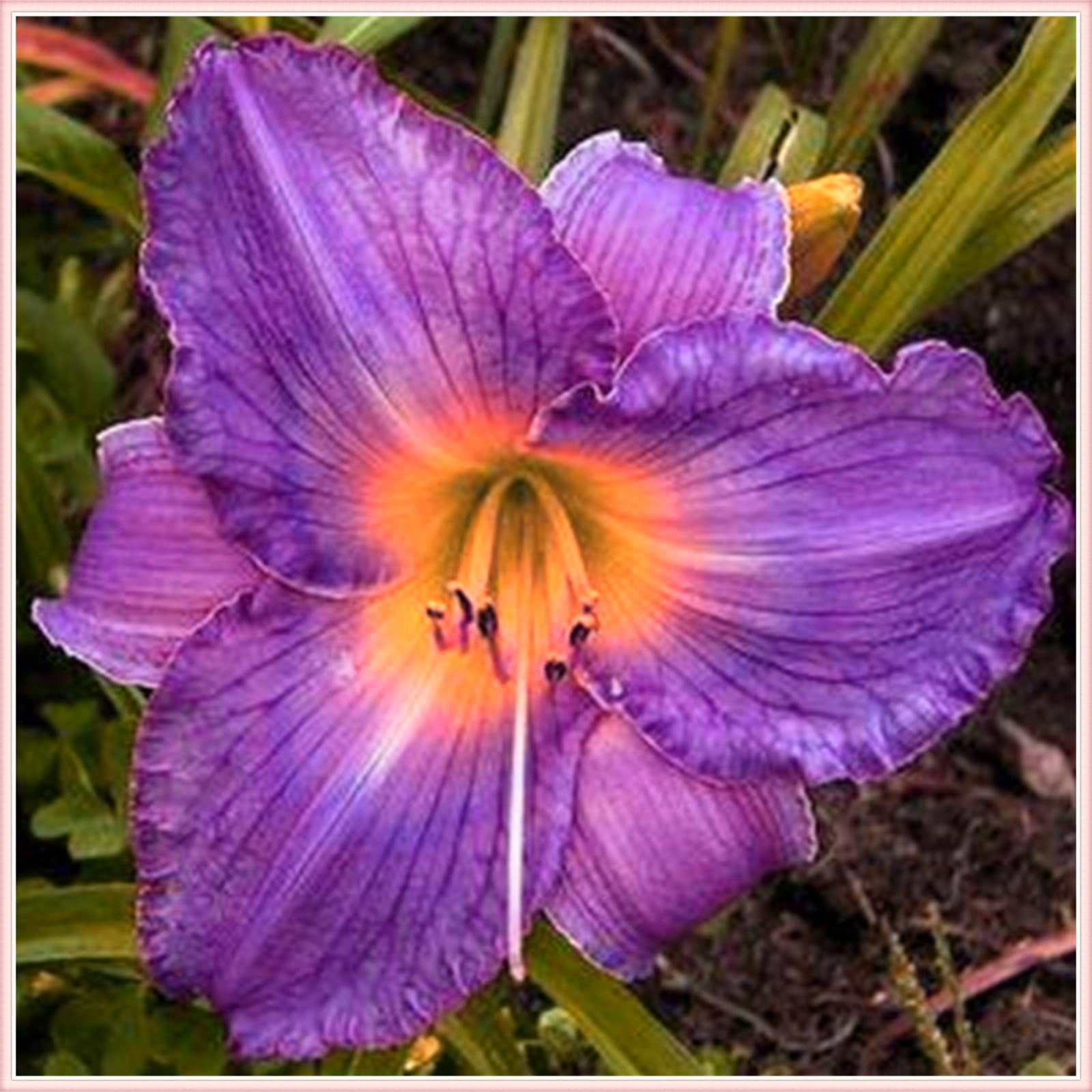 Daylily bulbs bulk-Blooming Daylily Flower Root - Long Blooming ...