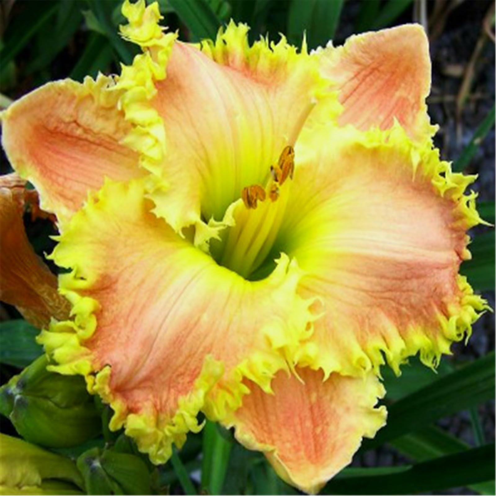 Daylily bulbs for planting perennial daylilies bulbs for planting