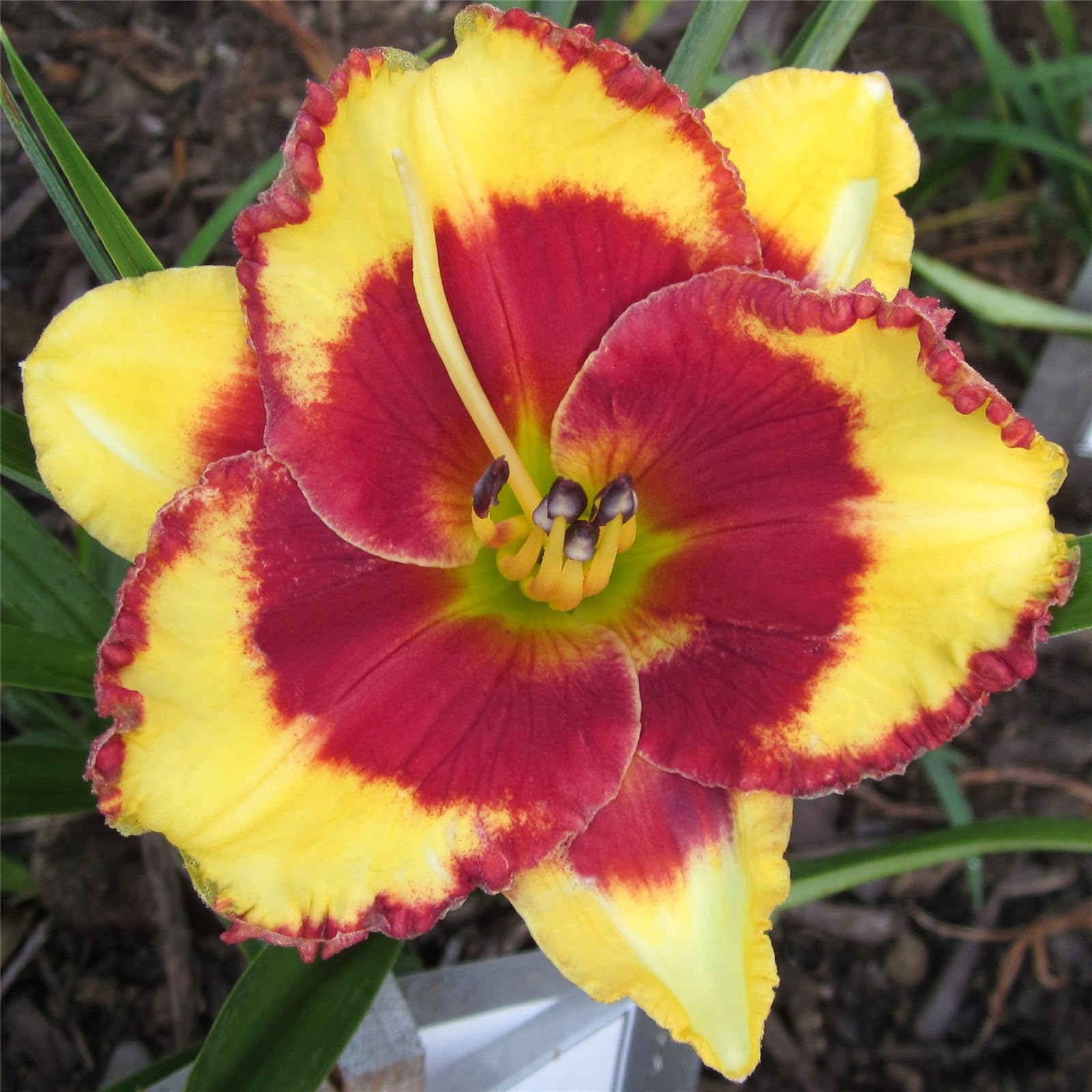 Daylily bulbs for planting perennial daylilies bulbs for planting