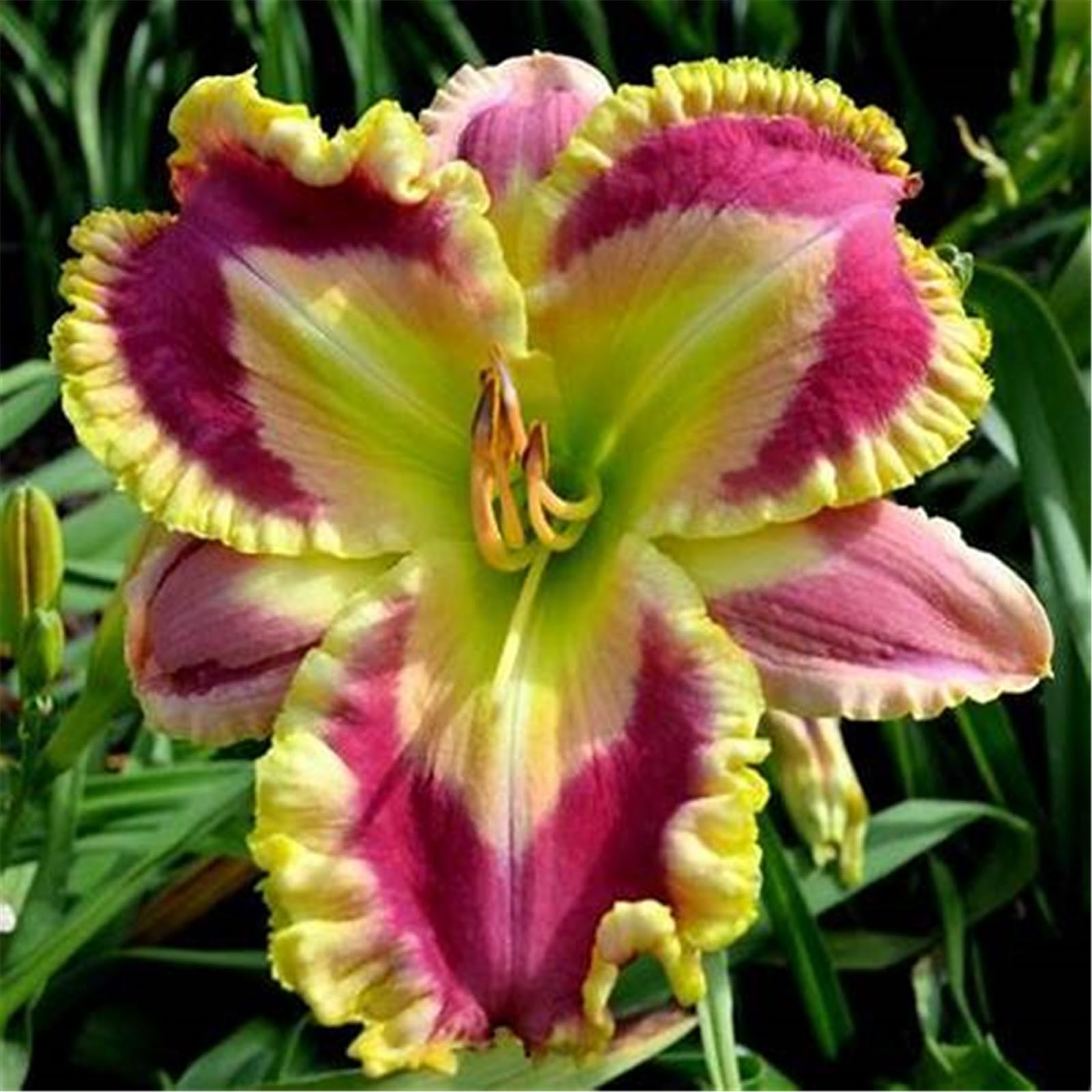 Daylily bulbs for planting perennial daylilies bulbs for planting