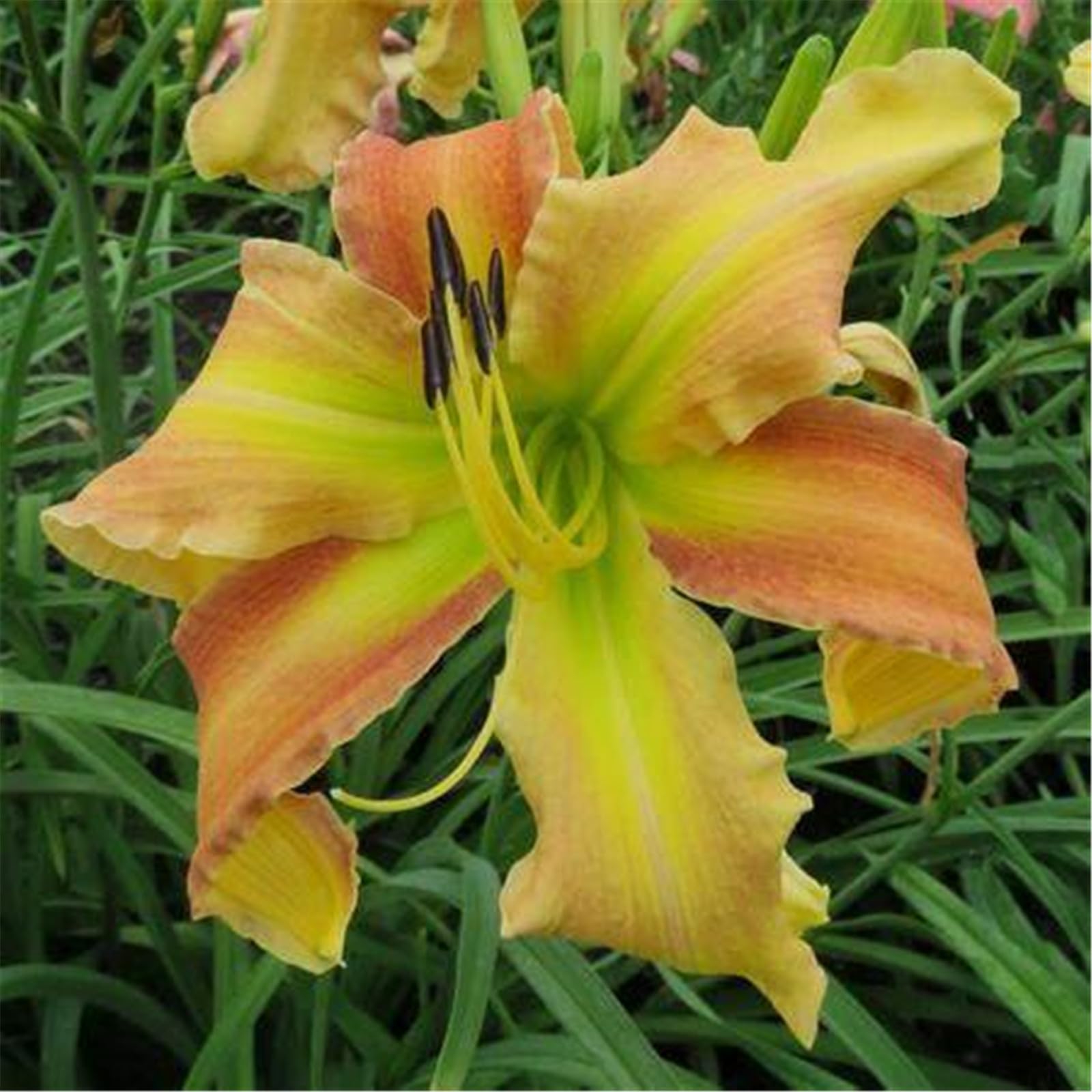 Daylily bulbs for planting perennial daylilies bulbs for planting