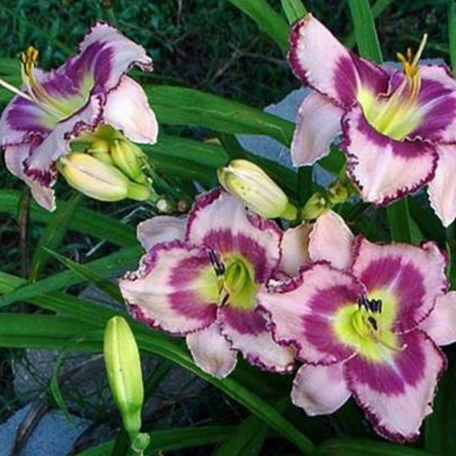 Daylily bulbs for planting perennial,daylily bulbs bulk,daylily plants
