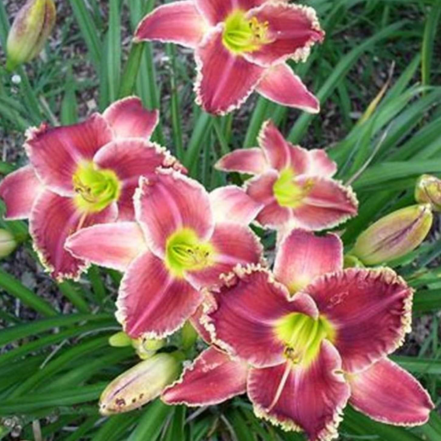 Daylily bulbs for planting perennial,daylily bulbs bulk,daylily plants