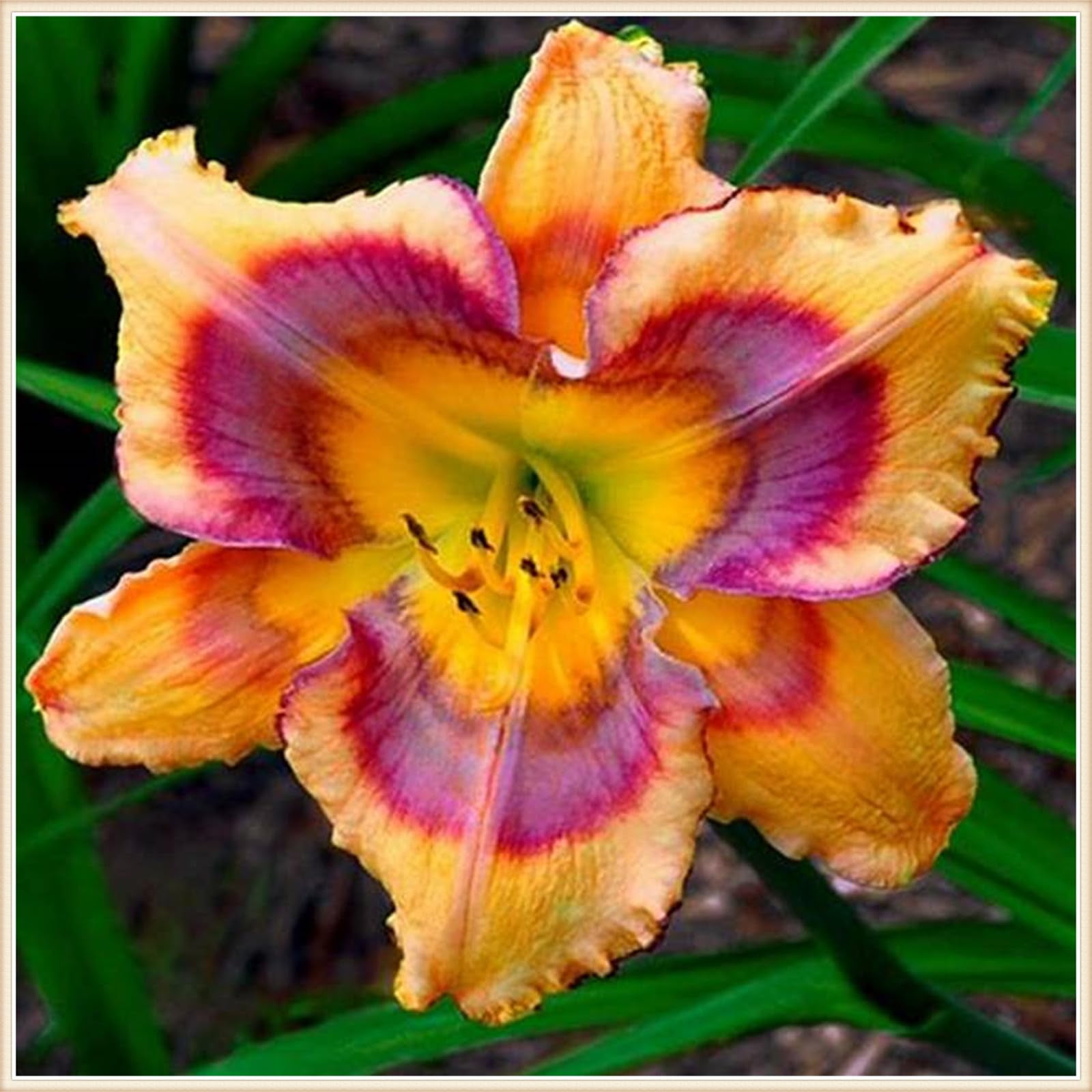 Daylily plants live daylily bulbs bulk Professional Planting Garden